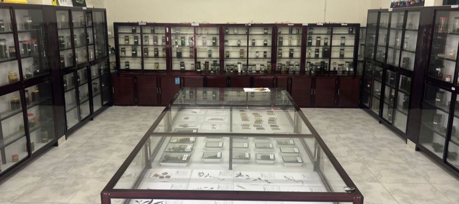 museum 